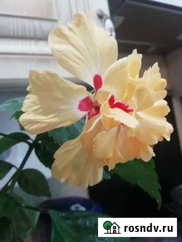 Гибискус Эль Капитолио спорт оф спорт Дзержинск - изображение 1