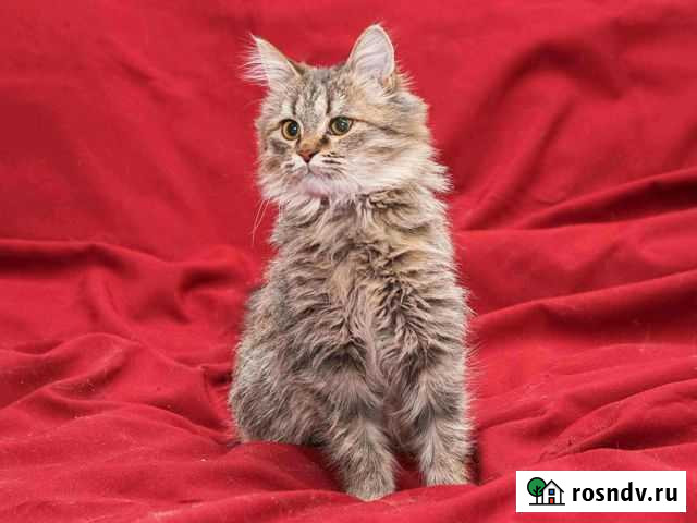 Кошка Пермь - изображение 1