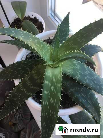 Алоэ 2х летний Энгельс - изображение 1