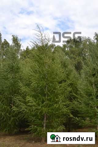 Саженцы лиственницы Большие Вяземы - изображение 1