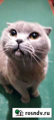 Кошка в дар Нижний Новгород - изображение 1