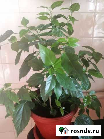 Китайская роза Майкоп - изображение 1