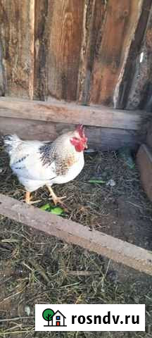 Петух Улан-Удэ - изображение 1