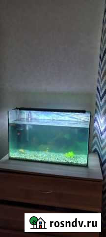 Аквариум Батайск - изображение 1