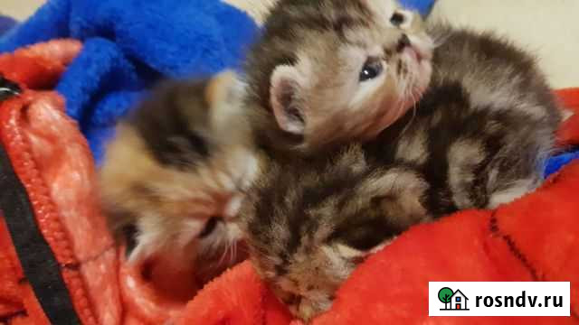 Кошка Оренбург - изображение 1