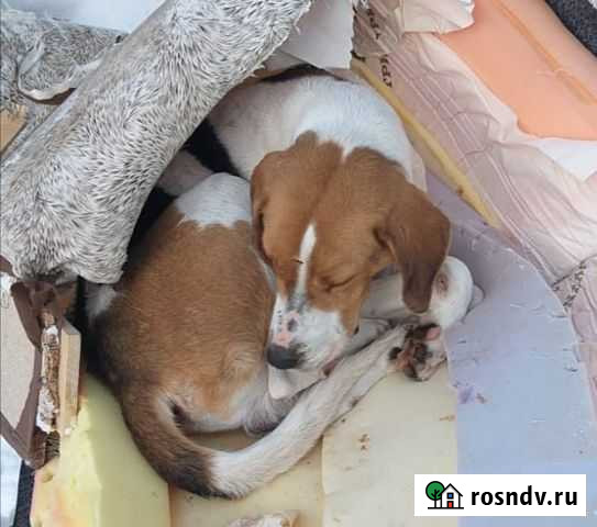 Эстонская гончая Чистополь - изображение 1