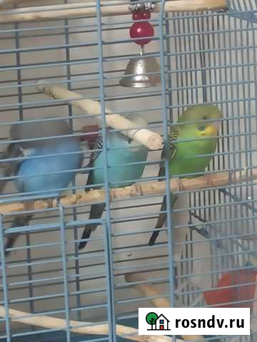 Волнистый попугай Калач - изображение 1