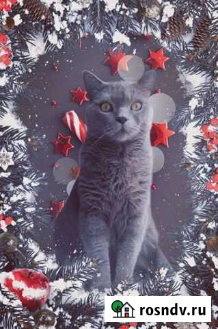 Британская Брянск - изображение 1