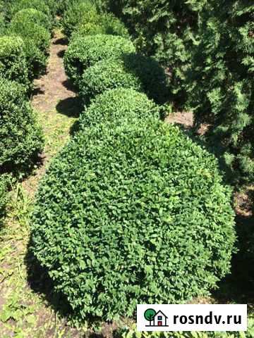 Самшит Хасанья - изображение 1