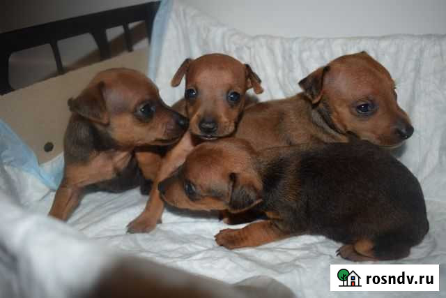 Цвергпинчера щенки Нижний Новгород - изображение 1