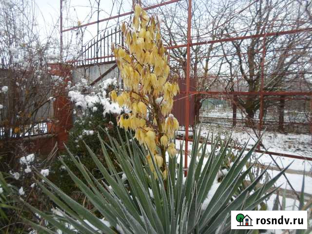 Продам саженцы ивы,юкку Черноерковская - изображение 1