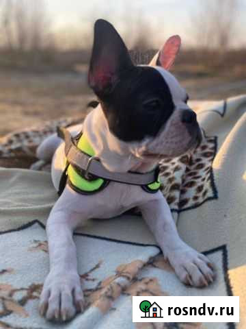 Ищем жениха Салехард - изображение 1