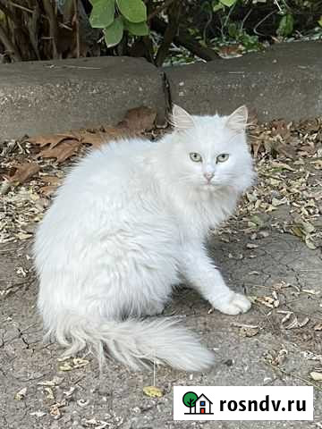 Кошка Севастополь - изображение 1