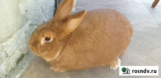 Кролики Нальчик - изображение 1