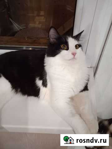 Кот Митя Набережные Челны - изображение 1