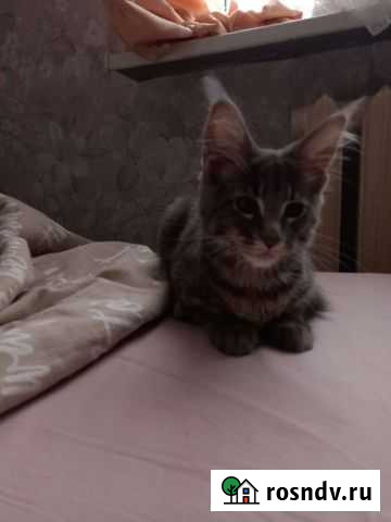 Отдам мейн-кун бесплатно Пермь - изображение 1