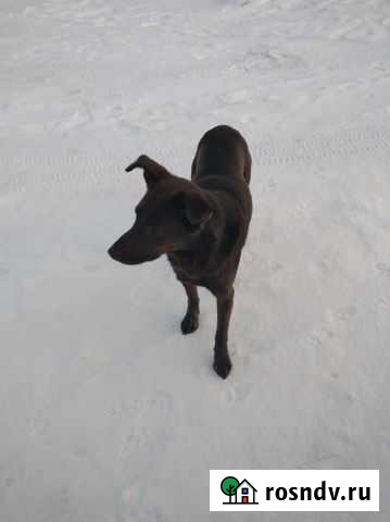 Собака в добрые руки Севск - изображение 1