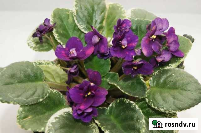 Сортовые фиалки Первоуральск - изображение 1