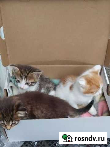 Котята в добрые руки Петушки - изображение 1