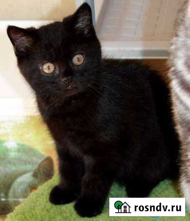 Черная кошечка Алексеевка - изображение 1