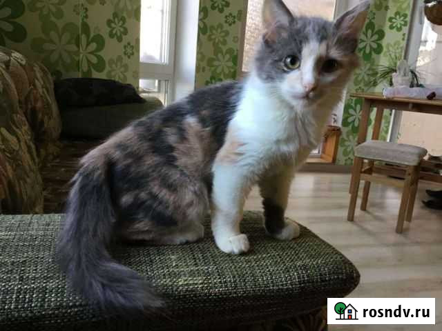 Трехмесячные котята-метисы ангоры Геленджик - изображение 1