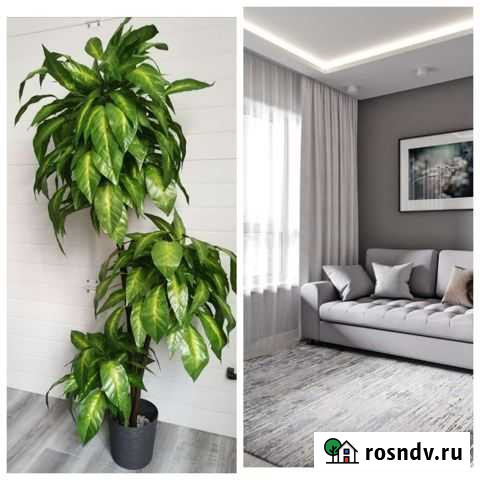 Искусственное дерево Оренбург - изображение 1