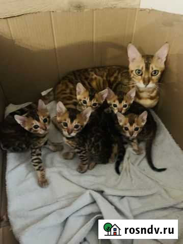 Бенгальская Липецк - изображение 1