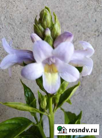 Комнатные цветы Новокузнецк - изображение 1