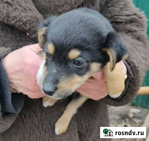 Щенки бесплатно Курск - изображение 1