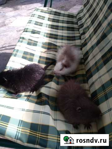 Нутрии Почеп - изображение 1