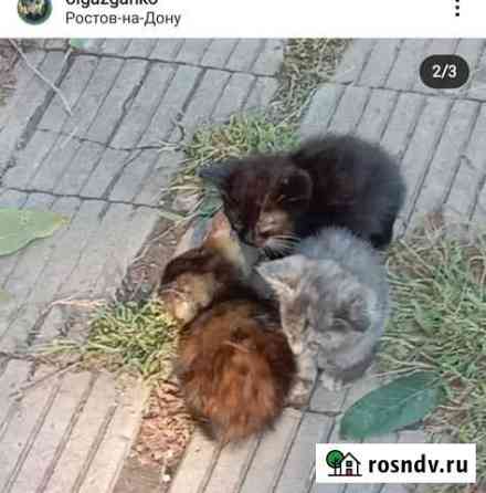 Котята Новочеркасск