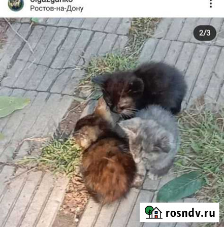 Котята Новочеркасск - изображение 1