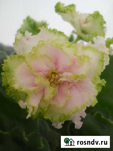 Фиалки. От листа до взрослого растения Калуга - изображение 1