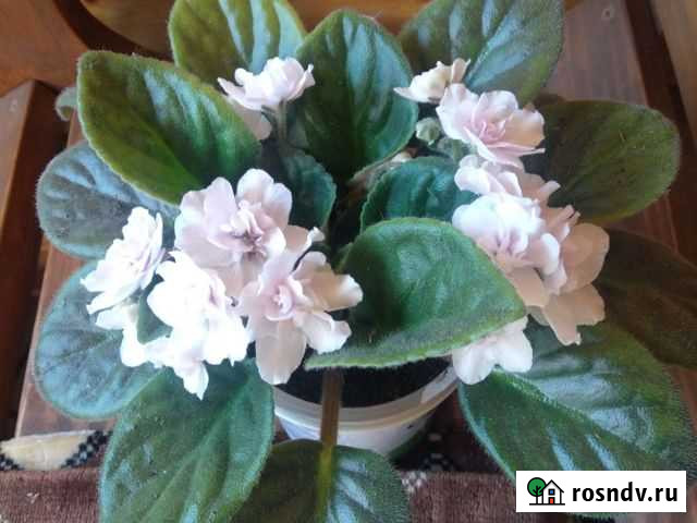 Фиалка Владимир - изображение 1