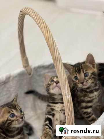 Бенгальская Троицк - изображение 1