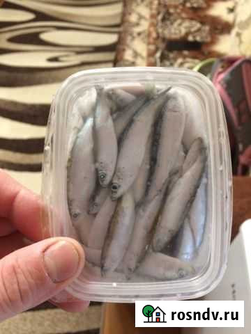 Продам Тюльку для рыбалки Кинешма - изображение 1