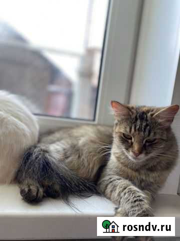 Котята в добрые руки Видное - изображение 1