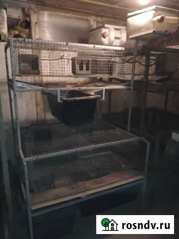Клетки для кроликов бу Рамонь - изображение 1