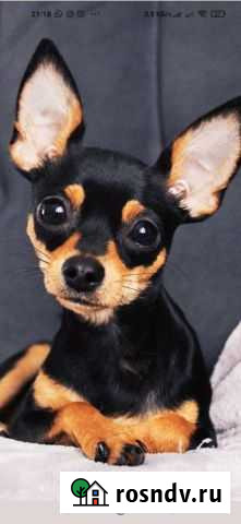 Вязка кобель той Барнаул - изображение 1