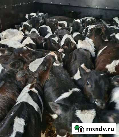Телята Фролово - изображение 1