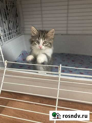 Кошечка Новороссийск - изображение 1