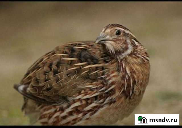 Перепела фараон Белоярский - изображение 1