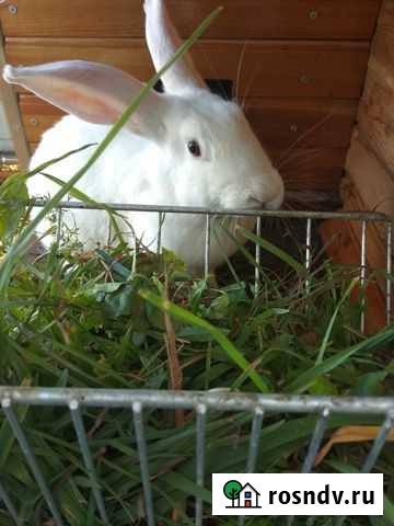 Кролики мясных пород Ишлеи - изображение 1