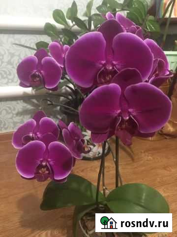 Орхидея фаленопсис Заворонежское - изображение 1