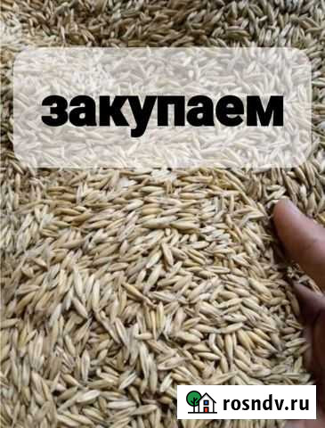 Зерно овес ячмень Карсун - изображение 1