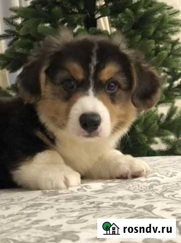 Щенки вельш корги кардиган Липецк - изображение 1
