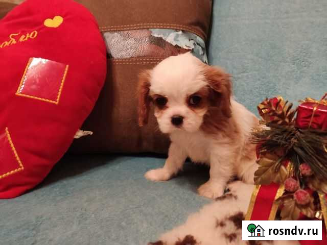 Кавалерчики брэндовые мальчики Липецк - изображение 1