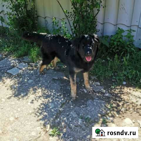 Собака подросток Новороссийск - изображение 1