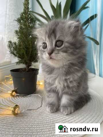 Шотландская вислоухая девочка Нижний Новгород - изображение 1