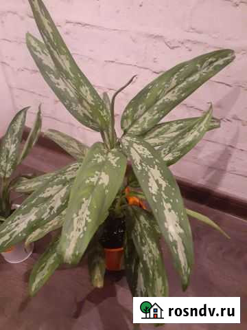 Аглаонема silver kuin Орехово-Зуево - изображение 1